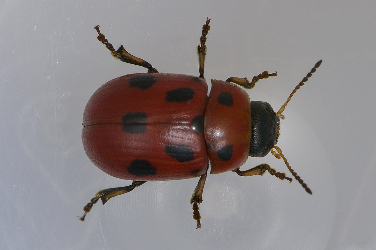 Gonioctena fornicata, Chrysomelidae